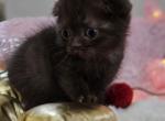 Fendi - Scottish Fold Kitten For Sale - MI, US