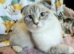 Ice - Scottish Fold Cat For Sale - New York, NY, US