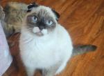 Jerry - Scottish Fold Cat For Sale - New York, NY, US