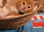RED SMOKE with WHITE Light Blue collar - Maine Coon Kitten For Sale - FL, US