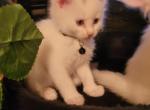 WHITE with BLUE EYES Black collar - Maine Coon Kitten For Sale - FL, US