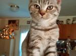 British Shorthair kittens - British Shorthair Kitten For Sale - TX, US