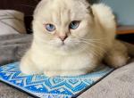 Gabby - Scottish Fold Cat For Sale - Los Angeles, CA, US