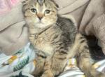 Melody - Scottish Fold Cat For Sale - New York, NY, US