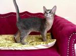 Blue Abyssinian kitten - Abyssinian Cat For Sale - Murrieta, CA, US