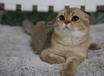 Waffle - Scottish Fold Cat For Sale - Levittown, PA, US