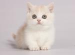 Vesnushka munchkin tiny cream girl with short legs - Munchkin Kitten For Sale - CA, US