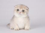 Absent tiny munchkin fold lavender golden shortie - Munchkin Kitten For Sale - CA, US