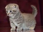 Arbuzic tiny teacup scottish kilt tabby munchkin - Munchkin Kitten For Sale - CA, US