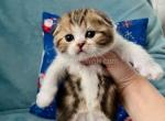 Leopold tabby bicolor scottish fold baby boy - Scottish Fold Kitten For Sale - CA, US