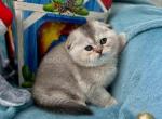 Lolli seal cub silver chinchilla scottish fold - Scottish Fold Cat For Sale - CA, US