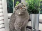 Monica 1 - Scottish Fold Cat For Sale - NY, US