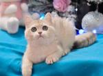 Quincy - British Shorthair Cat For Sale - Brooklyn, NY, US