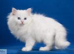 Nectar - Siberian Cat For Sale - Norwalk, CT, US