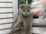 Monika - Scottish Fold Cat For Sale - Brooklyn, NY, US