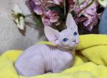 Betsy - Sphynx Kitten For Sale - Norwalk, CT, US