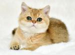 Camellia - British Shorthair Cat For Sale - Brooklyn, NY, US