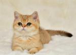 Simba - British Shorthair Cat For Sale - Brooklyn, NY, US