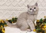 Mario - Scottish Straight Kitten For Sale - Brooklyn, NY, US