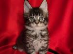 Cosmos - Maine Coon Kitten For Sale - New York, NY, US