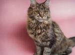 Aria - Maine Coon Cat For Sale - Brighton, CO, US