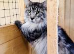 Pure Main Coon Silver male - Maine Coon Cat For Sale - FL, US