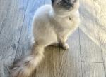 Eva - Ragdoll Cat For Sale - Portland, OR, US