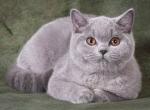 Yulia - British Shorthair Cat For Sale - Hollywood, FL, US