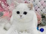 Piter - British Shorthair Cat For Sale - Hollywood, FL, US