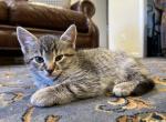 Aspen - Domestic Cat For Sale - Westfield, MA, US