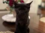 Aster - Domestic Kitten For Sale - Westfield, MA, US