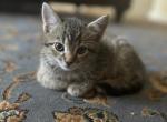 Aurora - Domestic Kitten For Sale - Westfield, MA, US