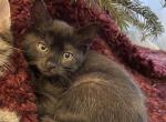 Froid - Domestic Kitten For Sale - Westfield, MA, US