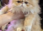 Arya - Persian Kitten For Sale - PA, US