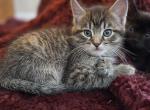 Frostine - Domestic Kitten For Sale - Westfield, MA, US