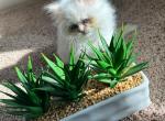 Oscar - Persian Kitten For Sale - Allen, TX, US