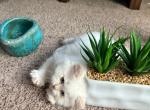 Pearl - Persian Kitten For Sale - Allen, TX, US