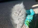 Candy - Persian Kitten For Sale - Allen, TX, US