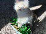 Nacho - Persian Kitten For Sale - Allen, TX, US