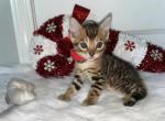 SOLD Bengals Males and Females - Bengal Kitten For Sale - Jacksonville, FL, US