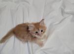 Male Red Polydactl Maine Coon - Maine Coon Kitten For Sale - Cumming, GA, US