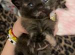 Ivy - Domestic Kitten For Sale - Bronx, NY, US