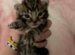Congo - Domestic Kitten For Sale - 