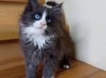 Frederick - Maine Coon Kitten For Sale - Brighton, CO, US