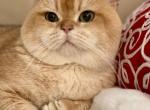 Leonten Balthazar - British Shorthair Cat For Sale/Service - Philadelphia, PA, US
