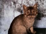 Shishi Persian Exotic Mix - Persian Kitten For Adoption - Las Vegas, NV, US