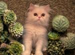 Zuria Sweet All White Persian Female - Persian Kitten For Sale - Las Vegas, NV, US