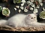 Caesar Extreme Face All White Persian Male - Persian Cat For Sale - 