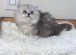 Sweetie - Munchkin Kitten For Sale - San Jose, CA, US