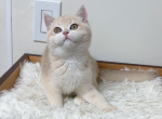 Puffy - British Shorthair Cat For Sale - San Jose, CA, US